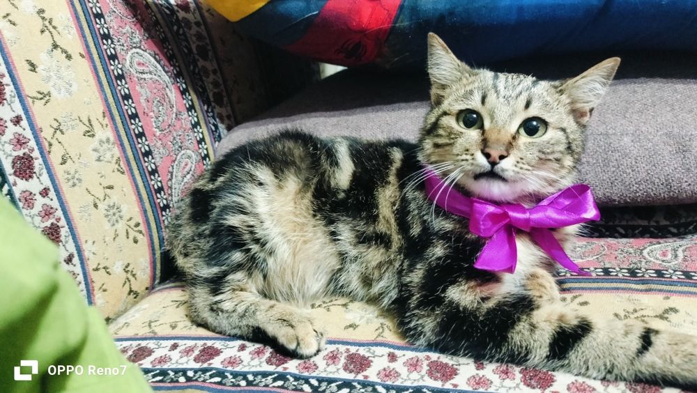 Срочно продам бенгала мальчик,4 месяца,торг