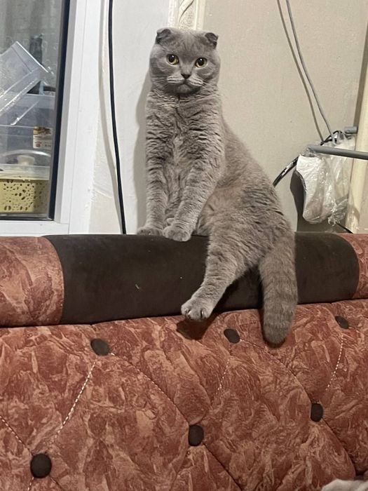 Продаются котята скотиш фолд и серебристая шиншилла