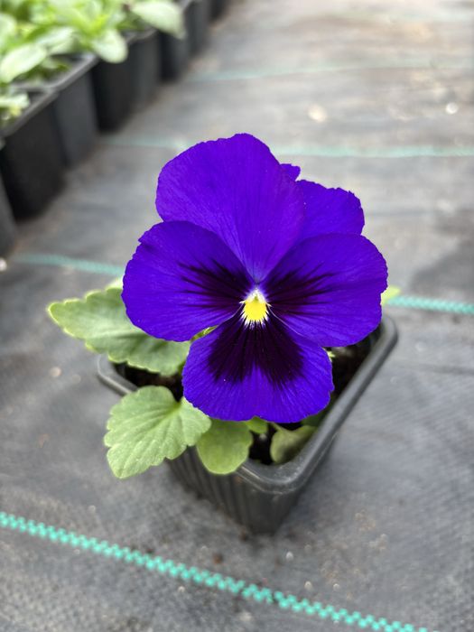 Едроцветни теменужки