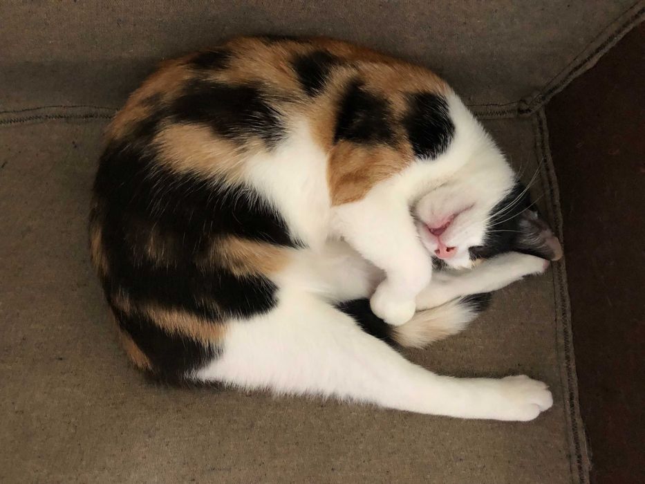 Pisici de pe strada pentru adoptie (sterilizate vaccinate)