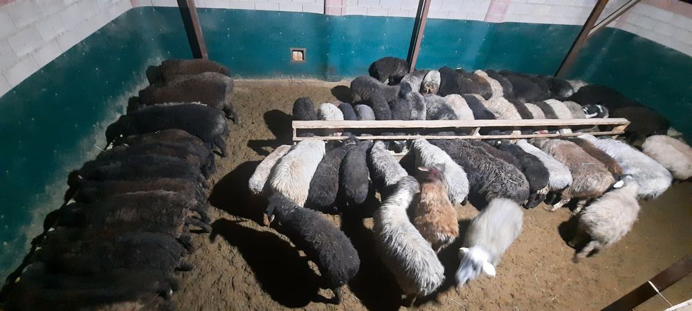 Кой токты тусак кошкар