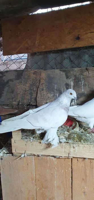 Голуби бойные разных мастей