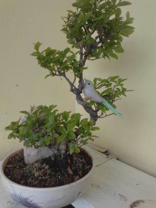 Продавам истински живи бонсаи