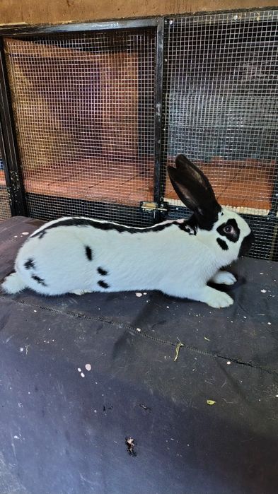 Mascul fluture german