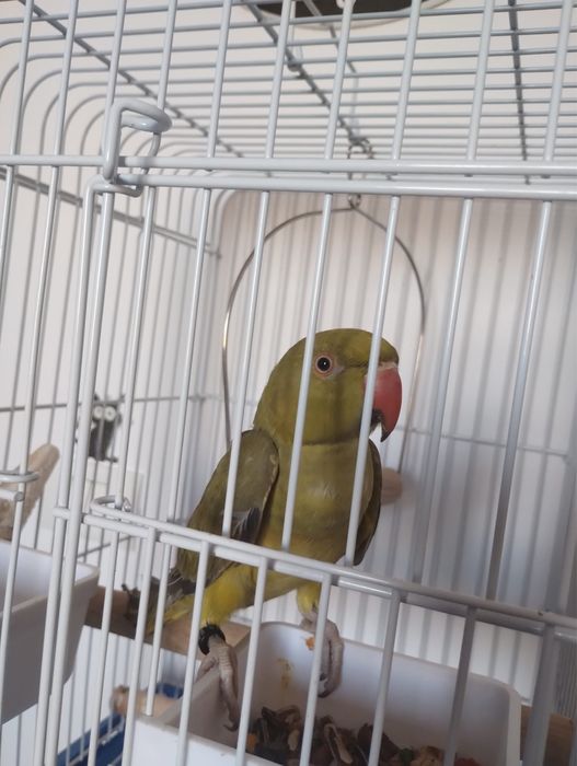 Micul Alexandru verde olive