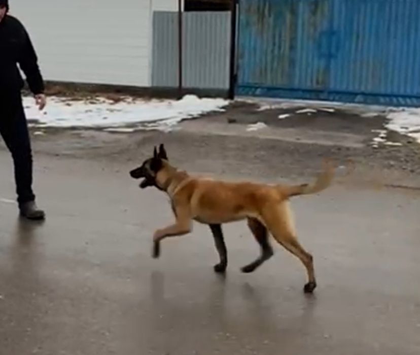 бельгийский овчарка  Малинуа