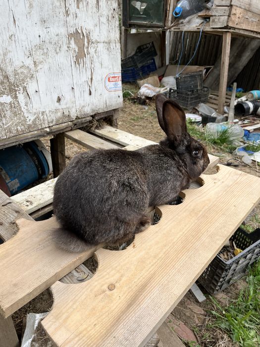 Vand mascul urias german