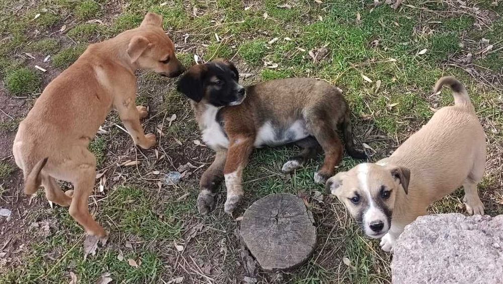 Щенки дворняжки в добрые руки