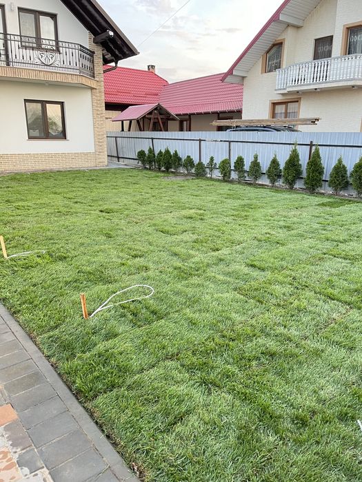 Plante ornamentale si gazon