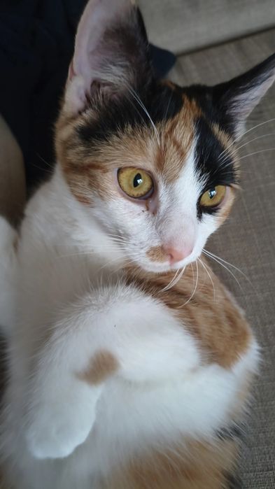 Pisica Calico 1 an sterilizata