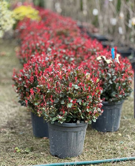 Plante ornamentale