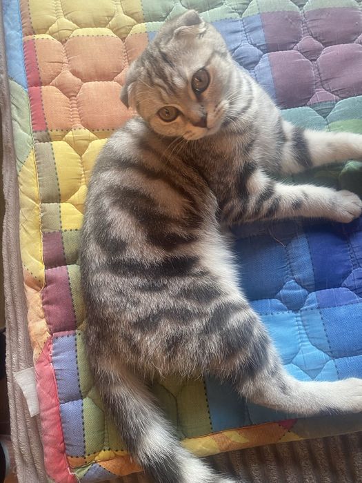 продам шотландскую кошку