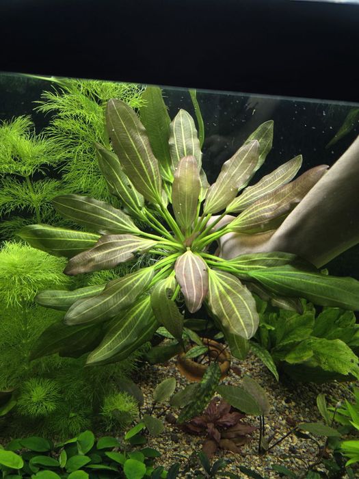 Эхинодорус Блехера