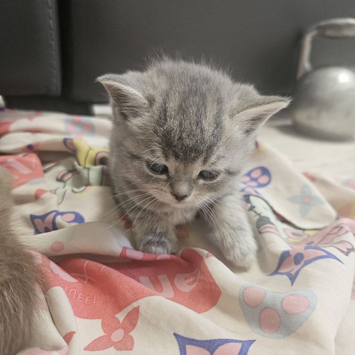 продам котят шатландцы