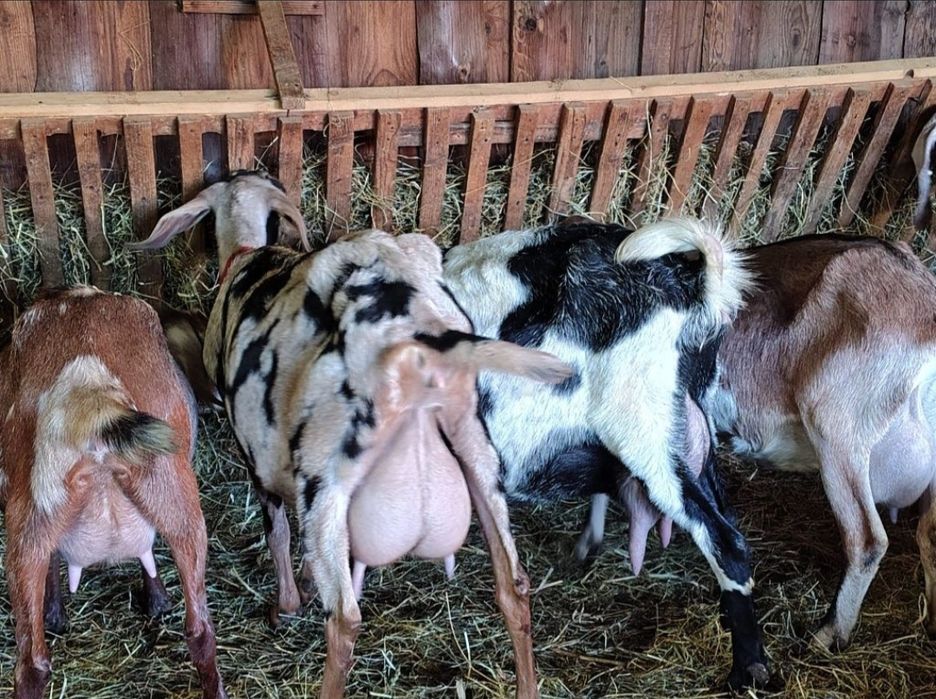 Iezi anglo Nubian masculi și femele