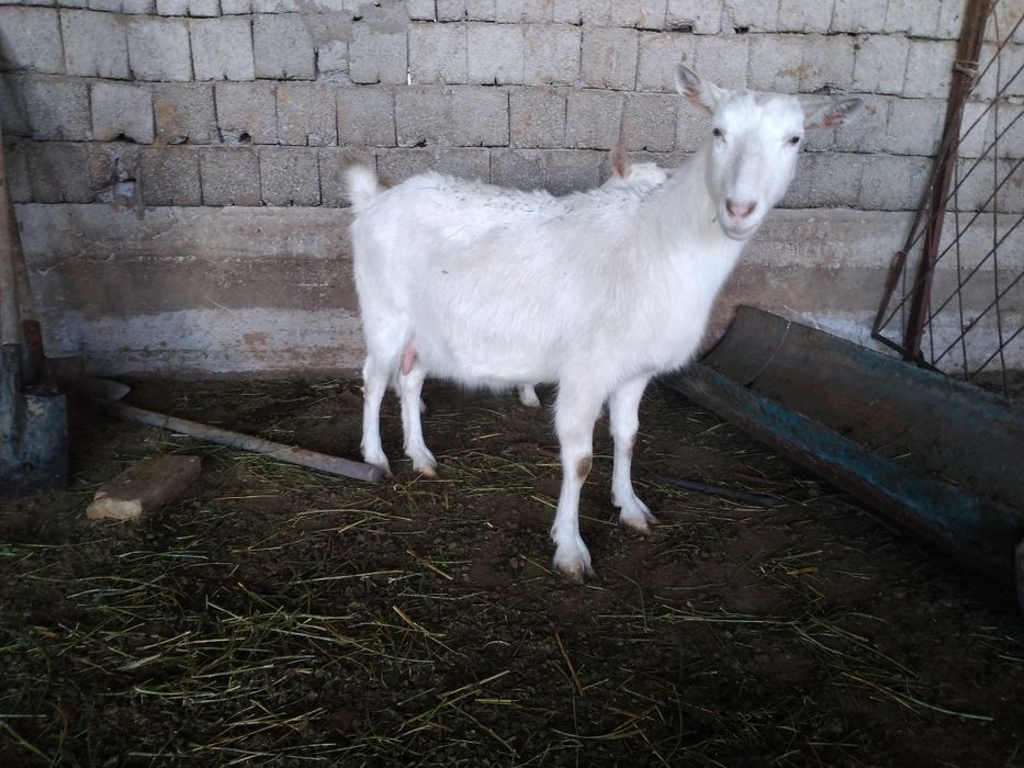 Занен ешкі сатылады буаз