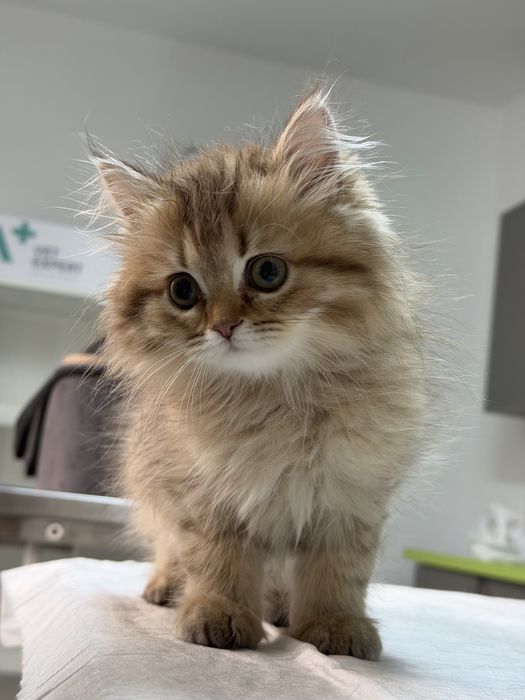 Fetita British longhair