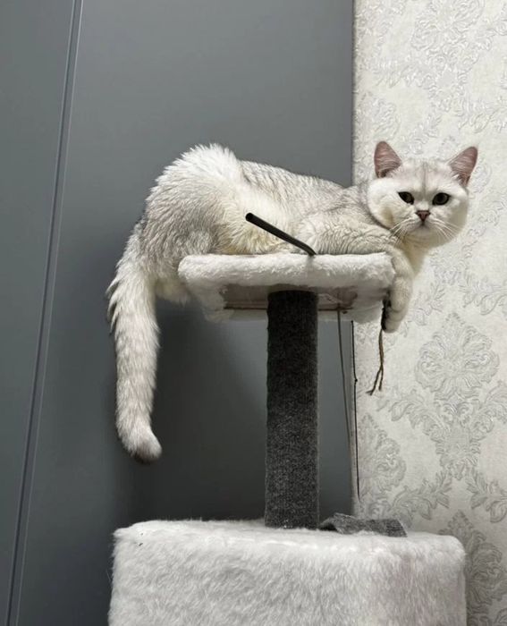 Вязка шиншиллы жениха