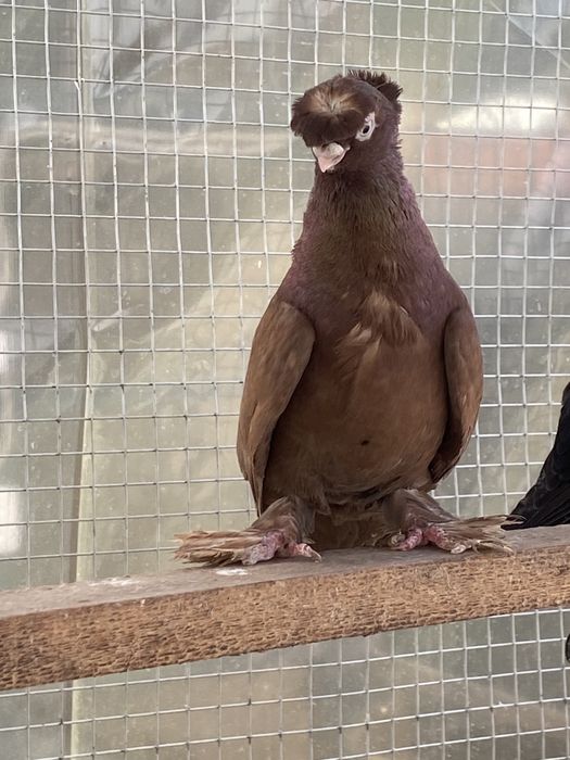 Красный самец