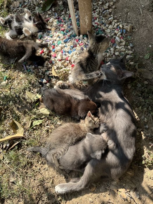 Кошка и котят 7шт детя