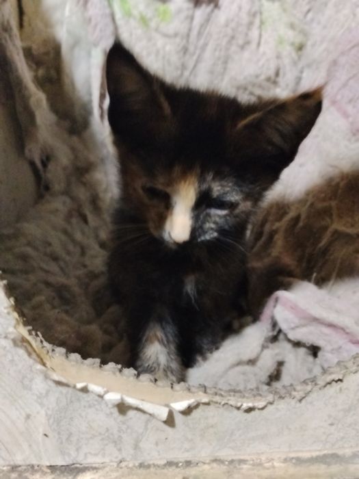 Отдам котят,сам привезу