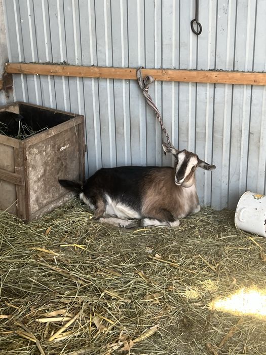 Молочные породистые козы