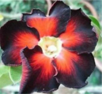 Seminte adenium  obesum