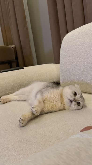 Серебристая шиншилла вязка