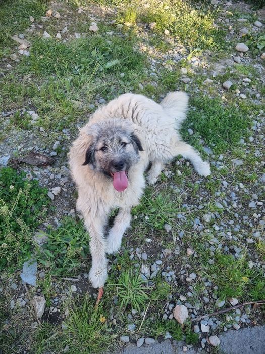Donez câine de 10 luni rasa ciobănesc