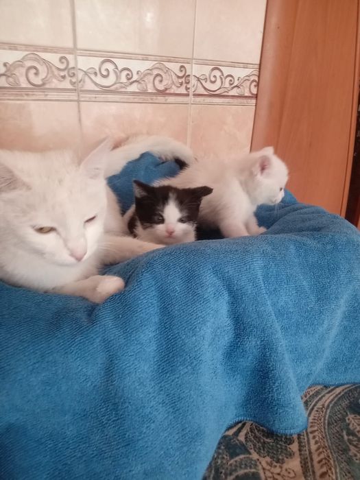 Отдам котят в добрые руки