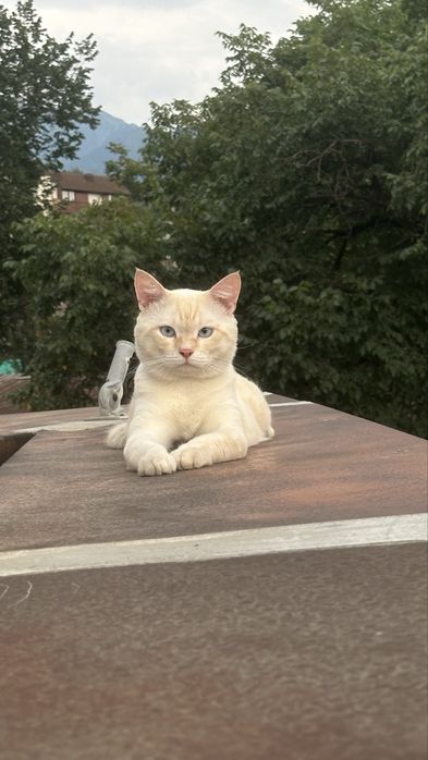 Кот ищет ответсвенную семью!