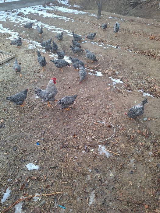 Амрокс жумыркасы сатылады