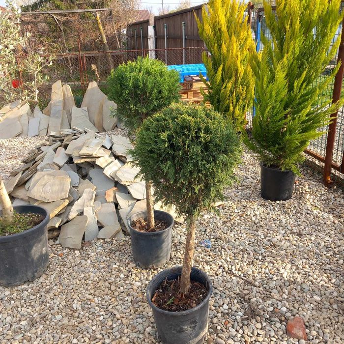 Plante pentru Gard Viu Dens – Transport și Montaj la Tine Acasă