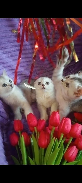 Продам шотладских шиншиловых котят.