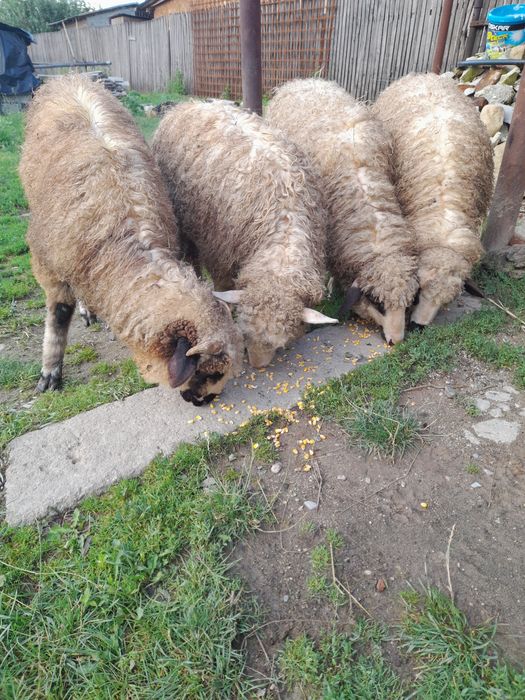 Vând 2 mielute și un berbecuț mielutele sunt gemene fatate din oaie care face 2 miei
