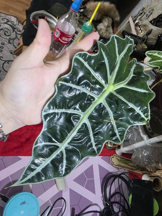 Продам деток алоказии Полли