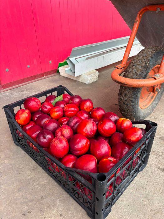 Nectarine Crimson Gold românești – Vânzare Engros