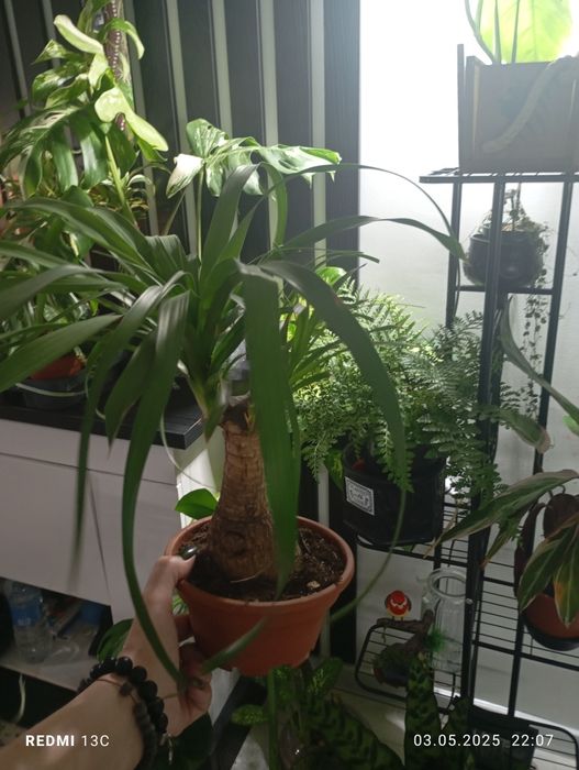 Бокарнея Нолина слоновья нога