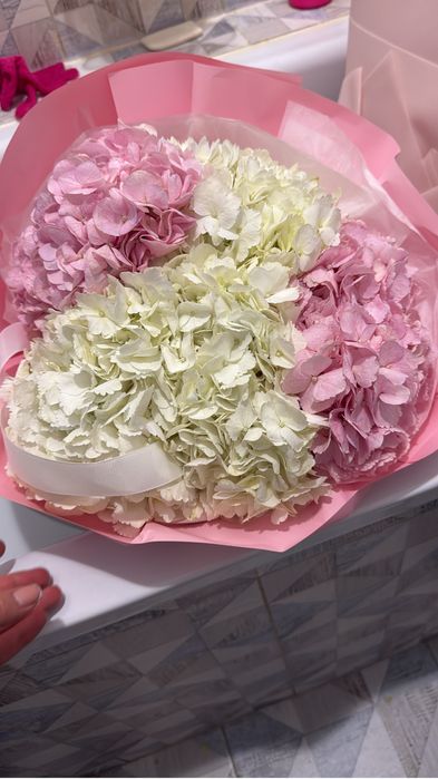 Гортензия 5 штук