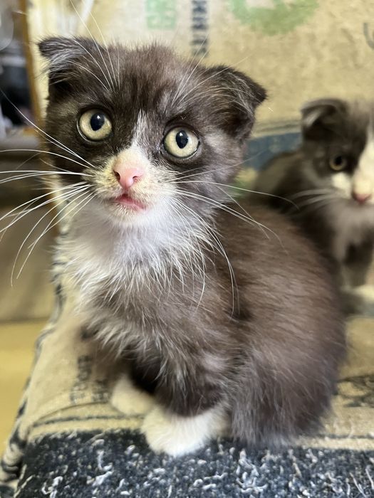 Отдам котят в добрые руки
