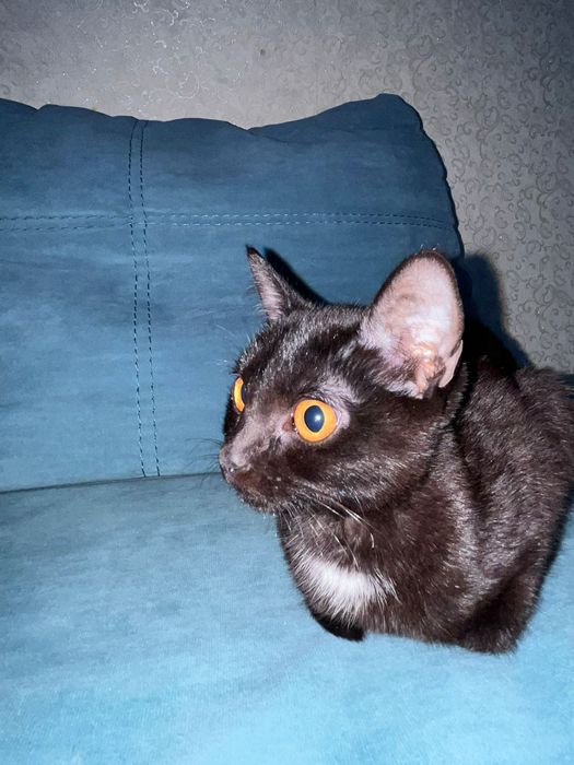 Кошка,мысық,мырғау