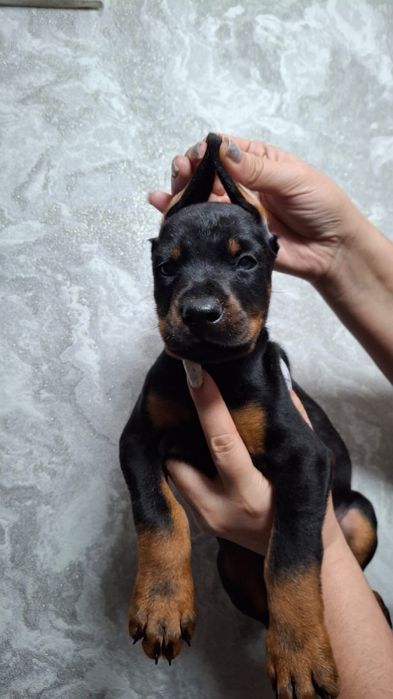 Детки добермана готовы