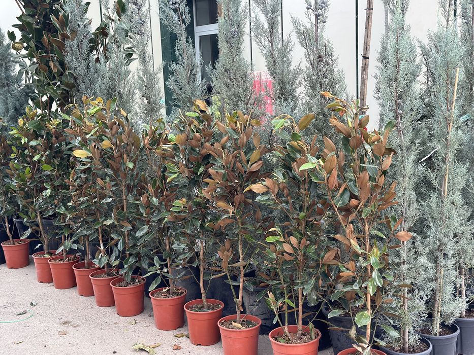 Magnoliya Магнолия Little gem Грандифлора