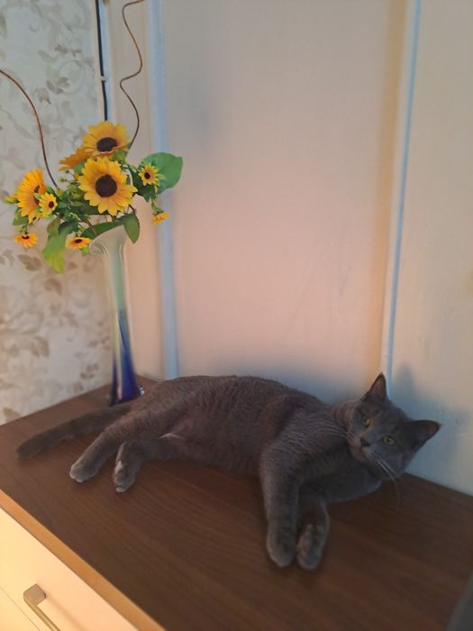 Кот Британец короткошорстый