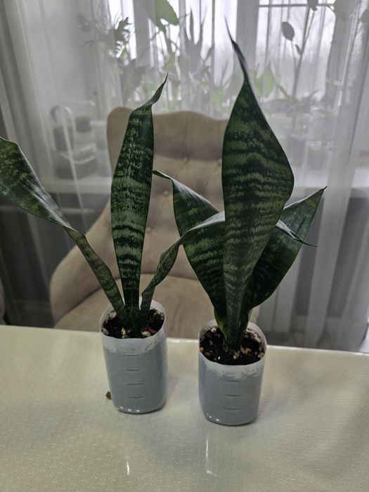 Продам сансивьера 500