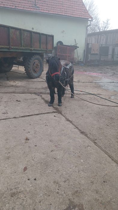 Vand sau schimb,poneiță de 8 ani