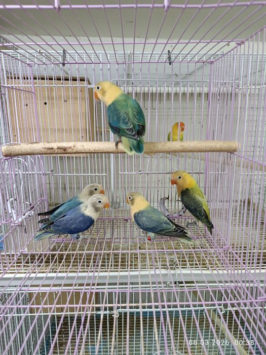 Nerazushka qushlarimiz sotuvda ideal sog’lom