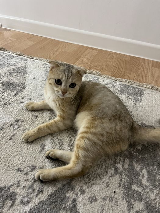 Мысық сатылады . Бағасы 5000 тг . Адрес Арай3 те .