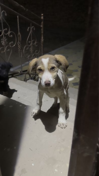 Щенята бесплатно