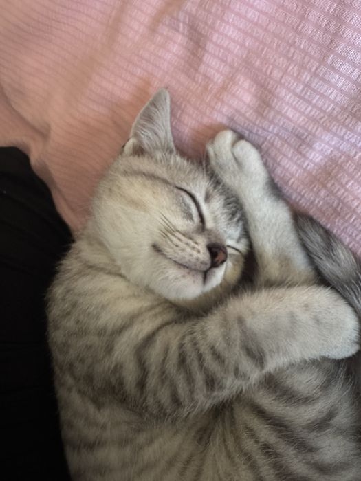 Продам породистую кошку